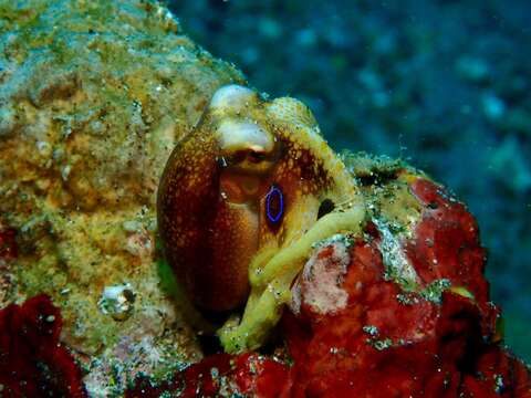 Image of Amphioctopus siamensis (Nateewathana & Norman 1999)