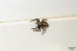 Image of Jumping spider