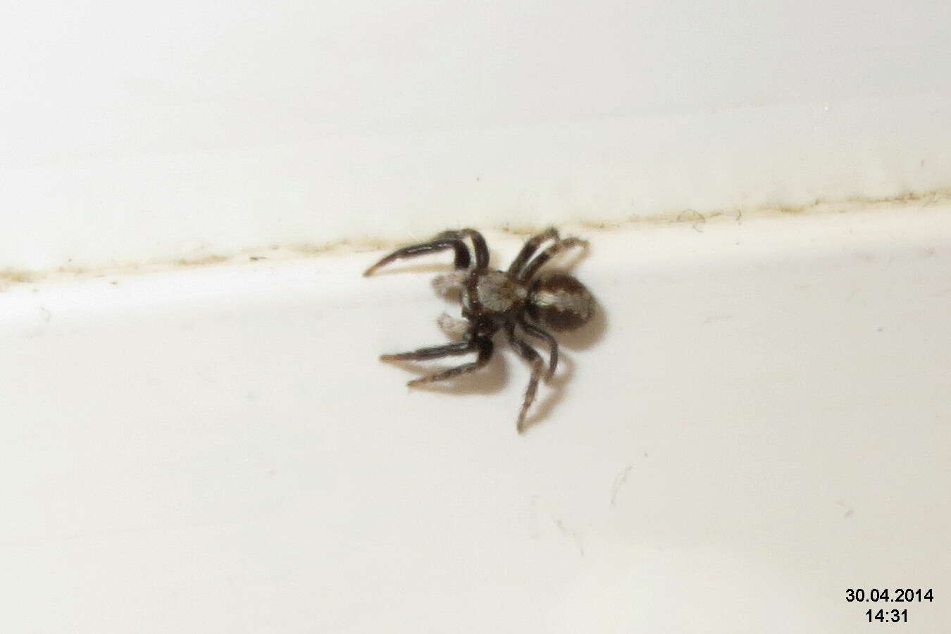 Image of Jumping spider