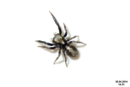 Image of Jumping spider