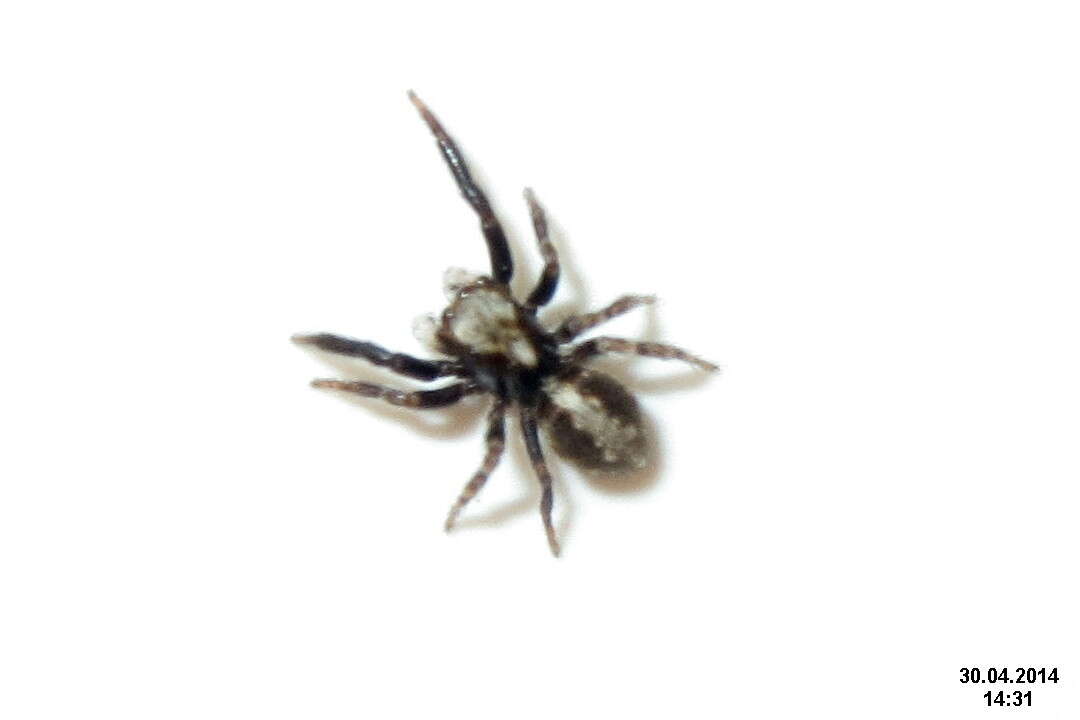 Image of Jumping spider