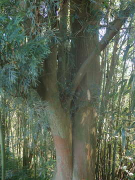 Image of Taiwan Incense-Cedar