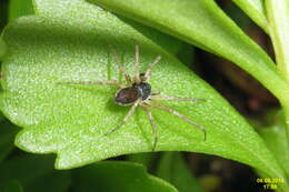 صورة Philodromus dispar Walckenaer 1826