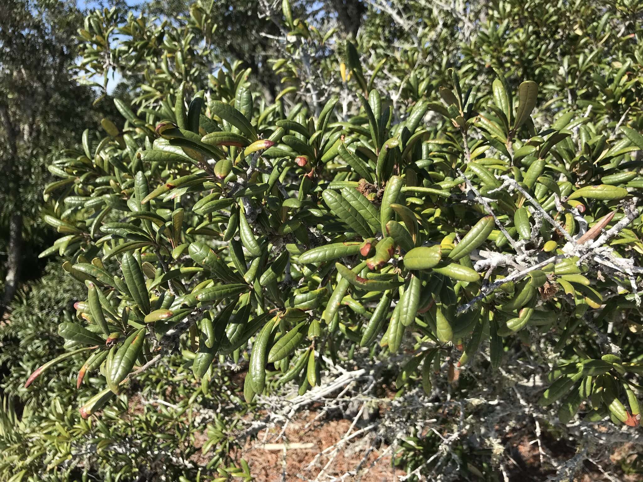 Imagem de Quercus geminata Small