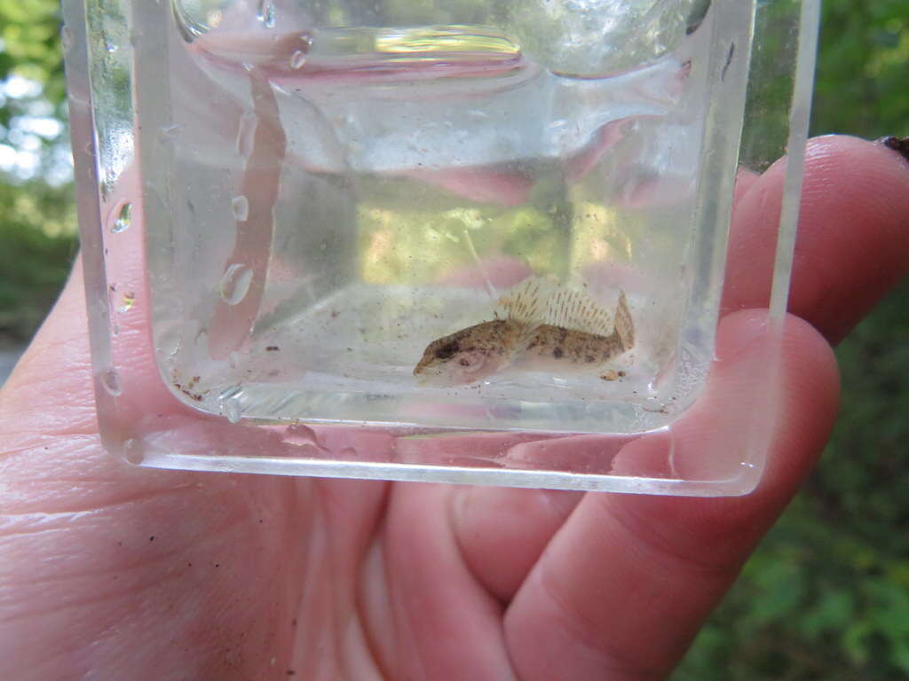 Imagem de Cottus caeruleomentum Kinziger, Raesly & Neely 2000