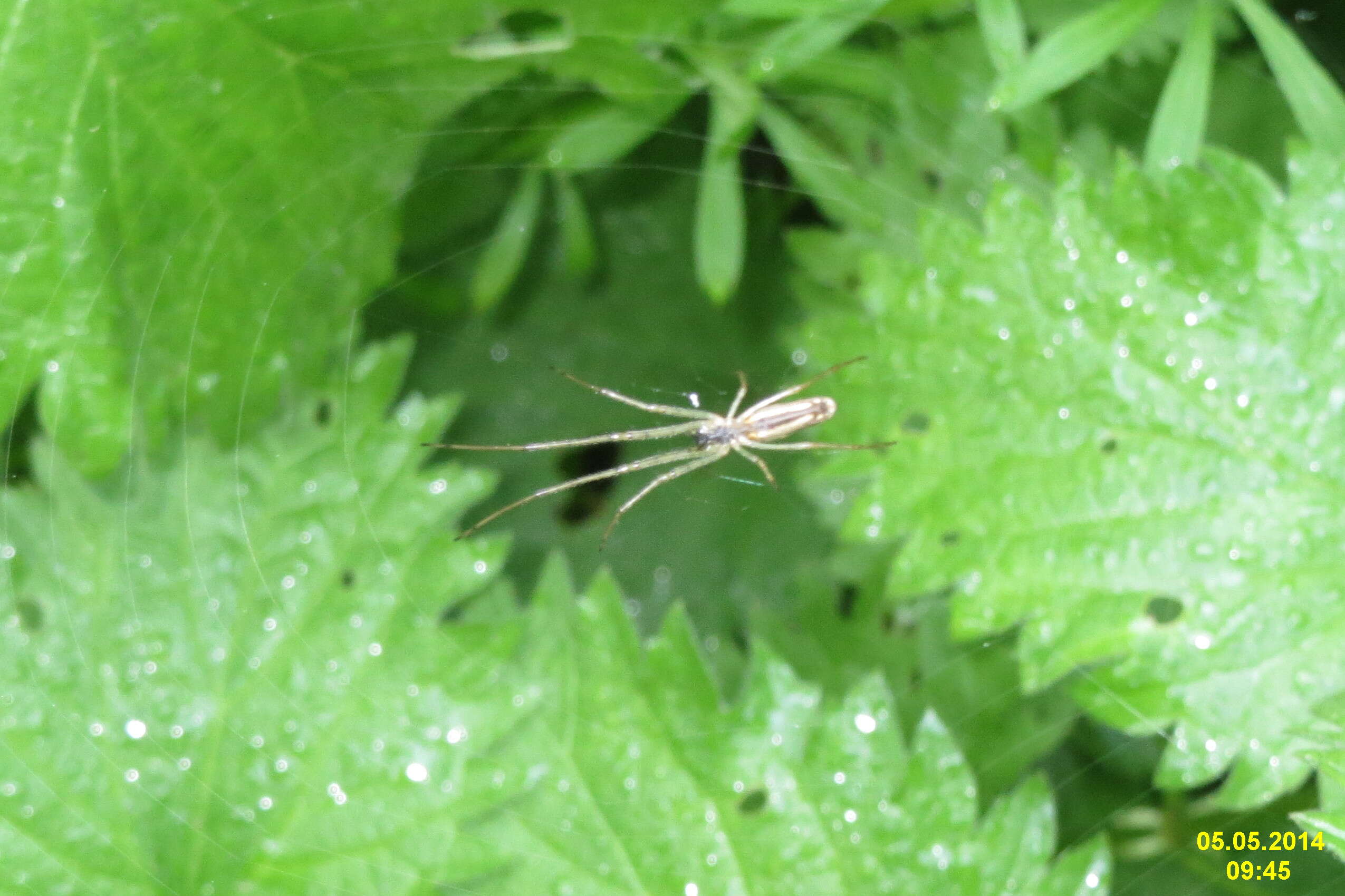 Image de Tetragnatha extensa (Linnaeus 1758)