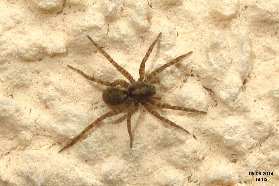 Image of Thinlegged Wolf Spiders