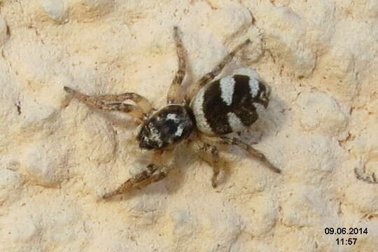 Image of Zebra spider