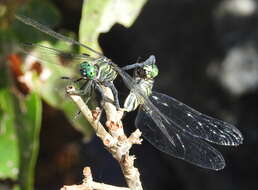 Image of Celebothemis delecollei Ris 1912