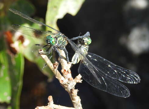 Image de Celebothemis Ris 1909