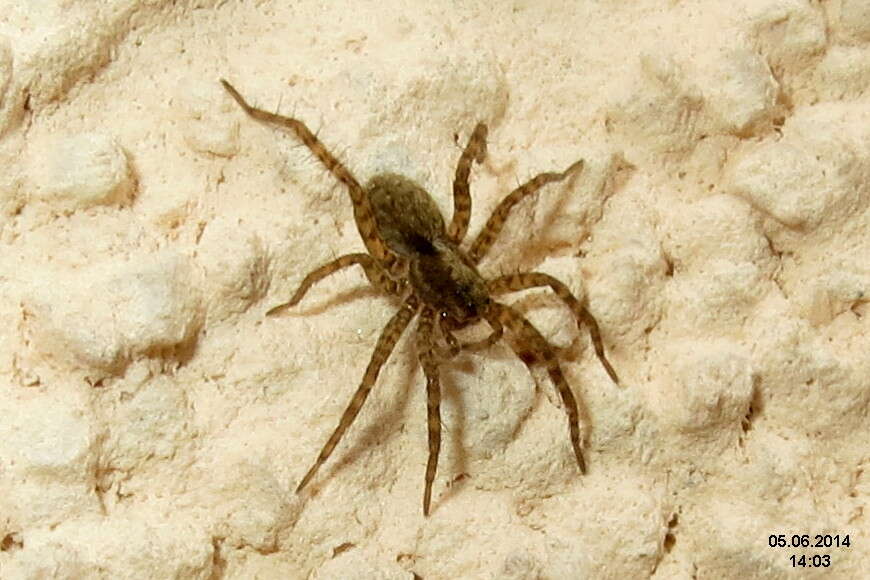 Image of Pardosa lugubris (Walckenaer 1802)