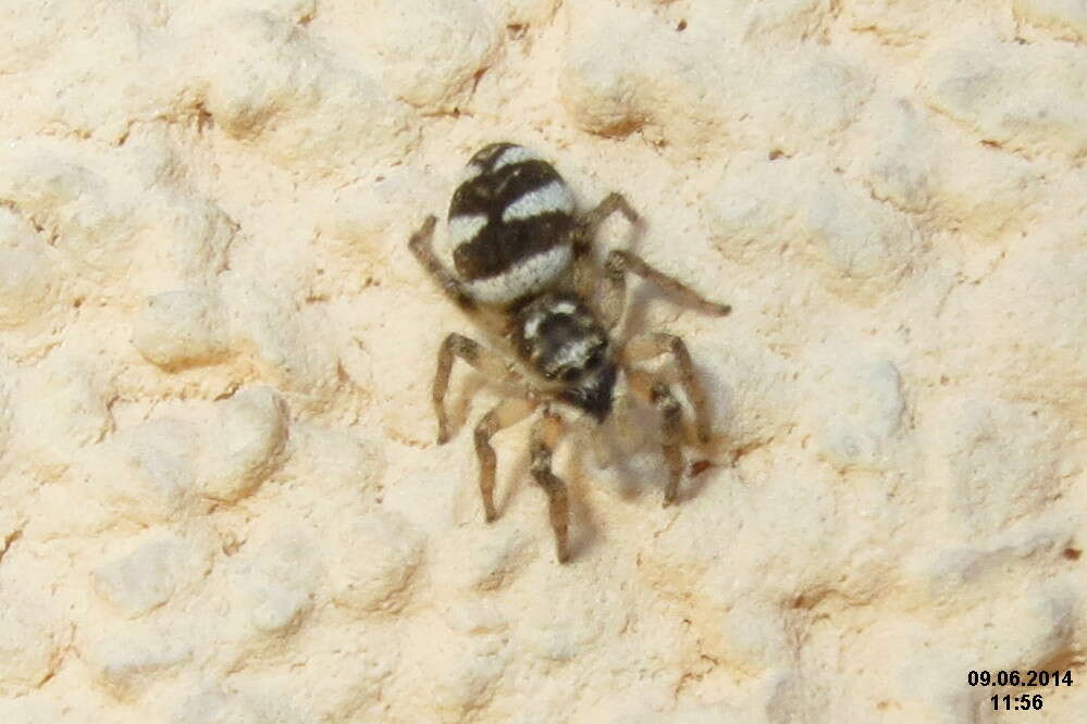 Image of Zebra spider