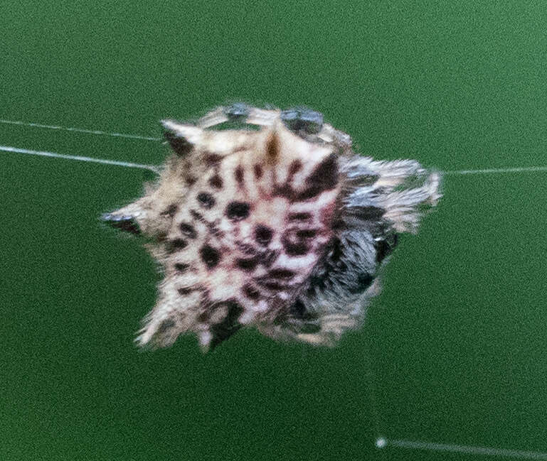 Image of Gasteracantha kuhli C. L. Koch 1837