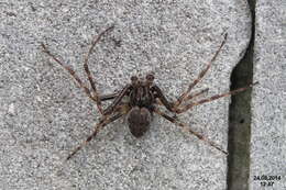 Image of Walnut Orb-Weaver Spider