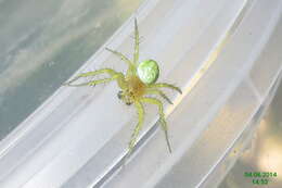 Image of Cucumber green spider