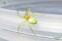 Image of Cucumber green spider