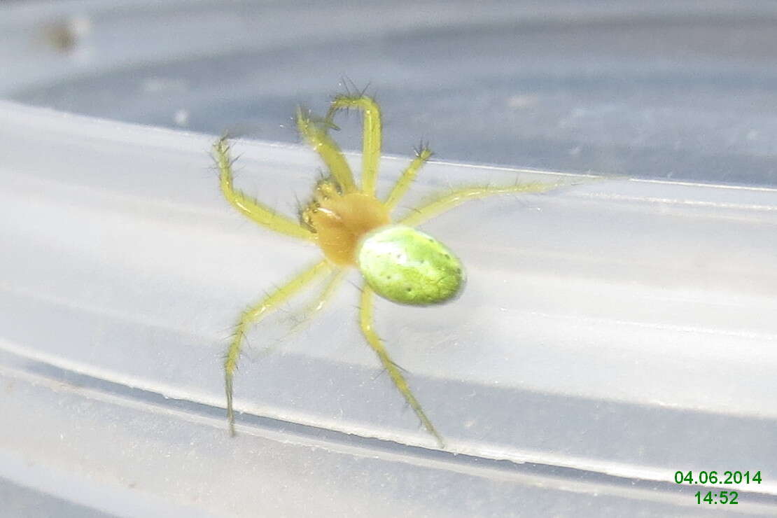 Image of Cucumber green spider