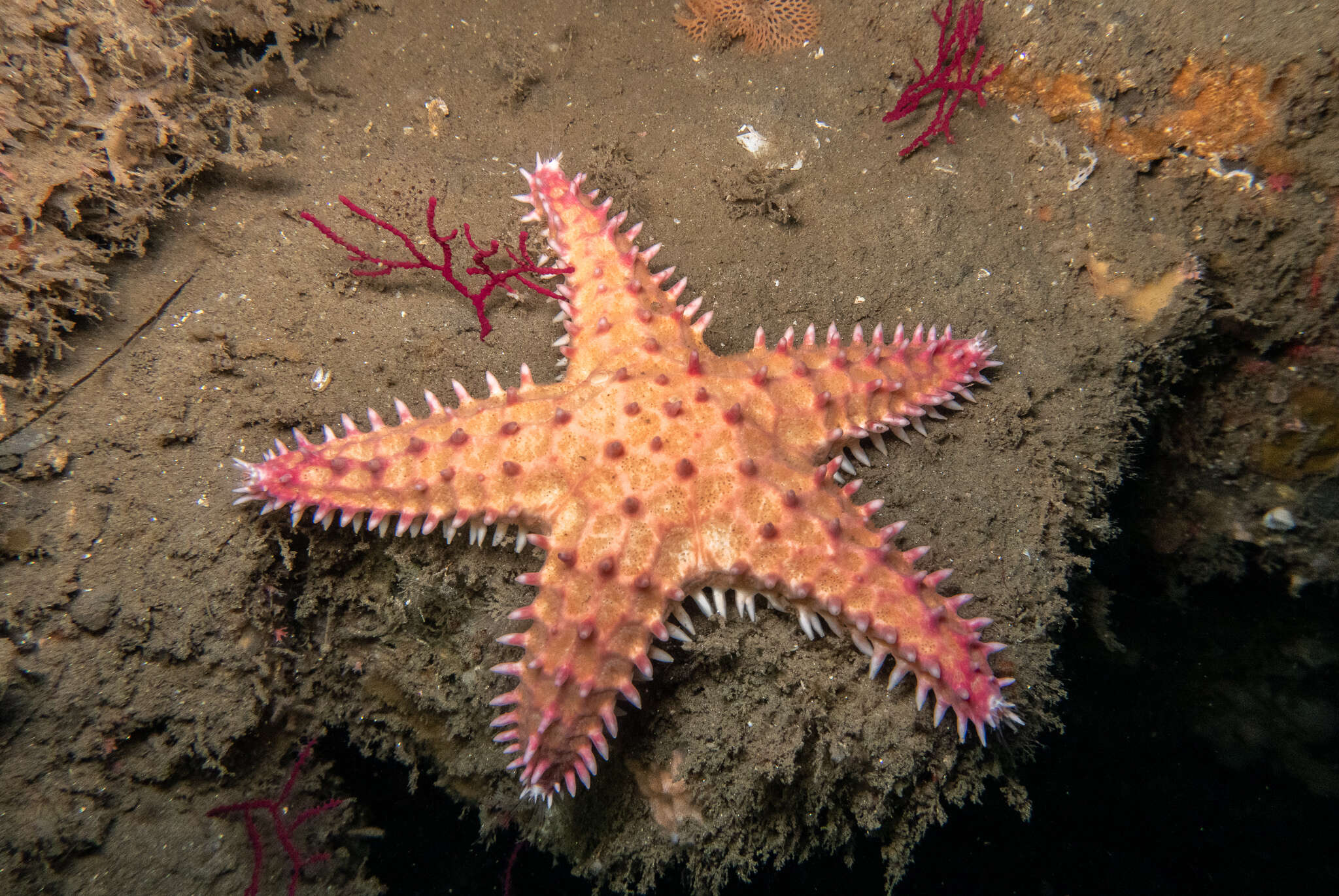 Image of Poraniopsis inflata (Fisher 1906)