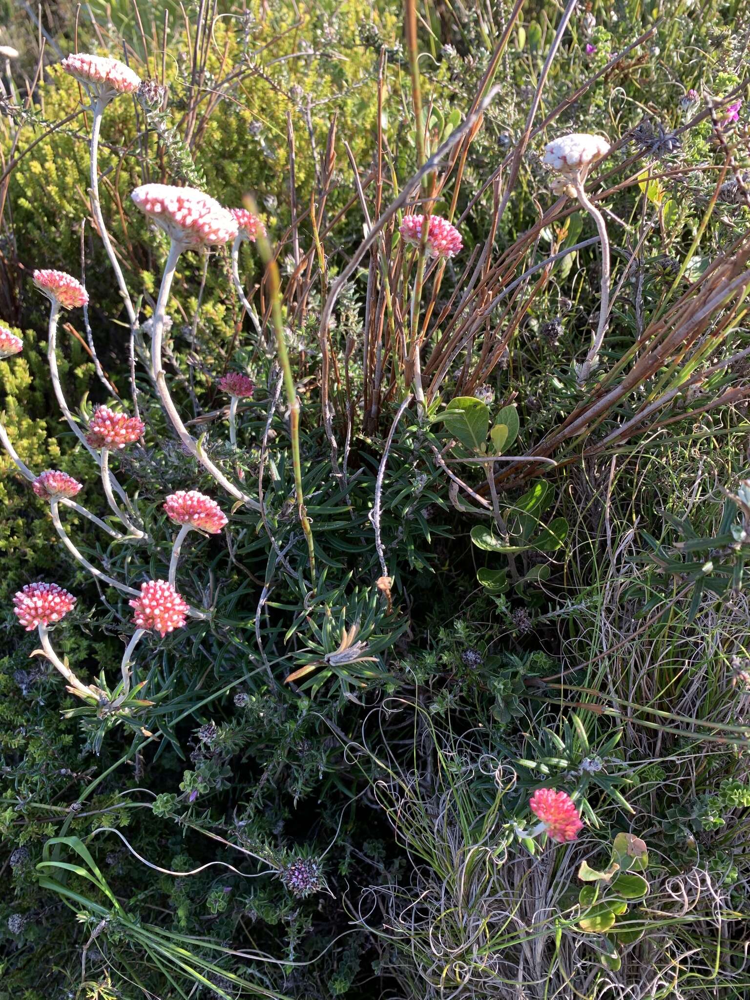 Image of Anaxeton arborescens (L.) Less.