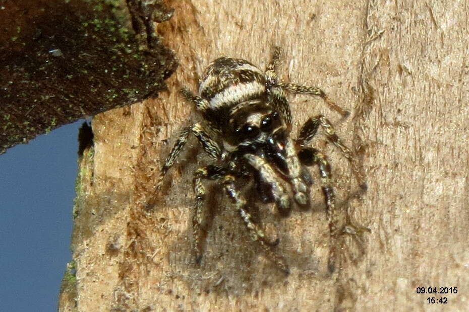 Image of Zebra spider