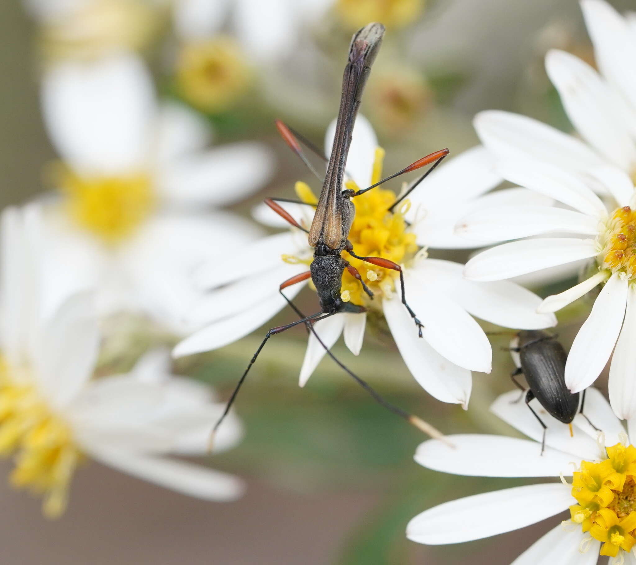 Image of Enchoptera apicalis Saunders 1850