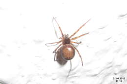 Image of False widow