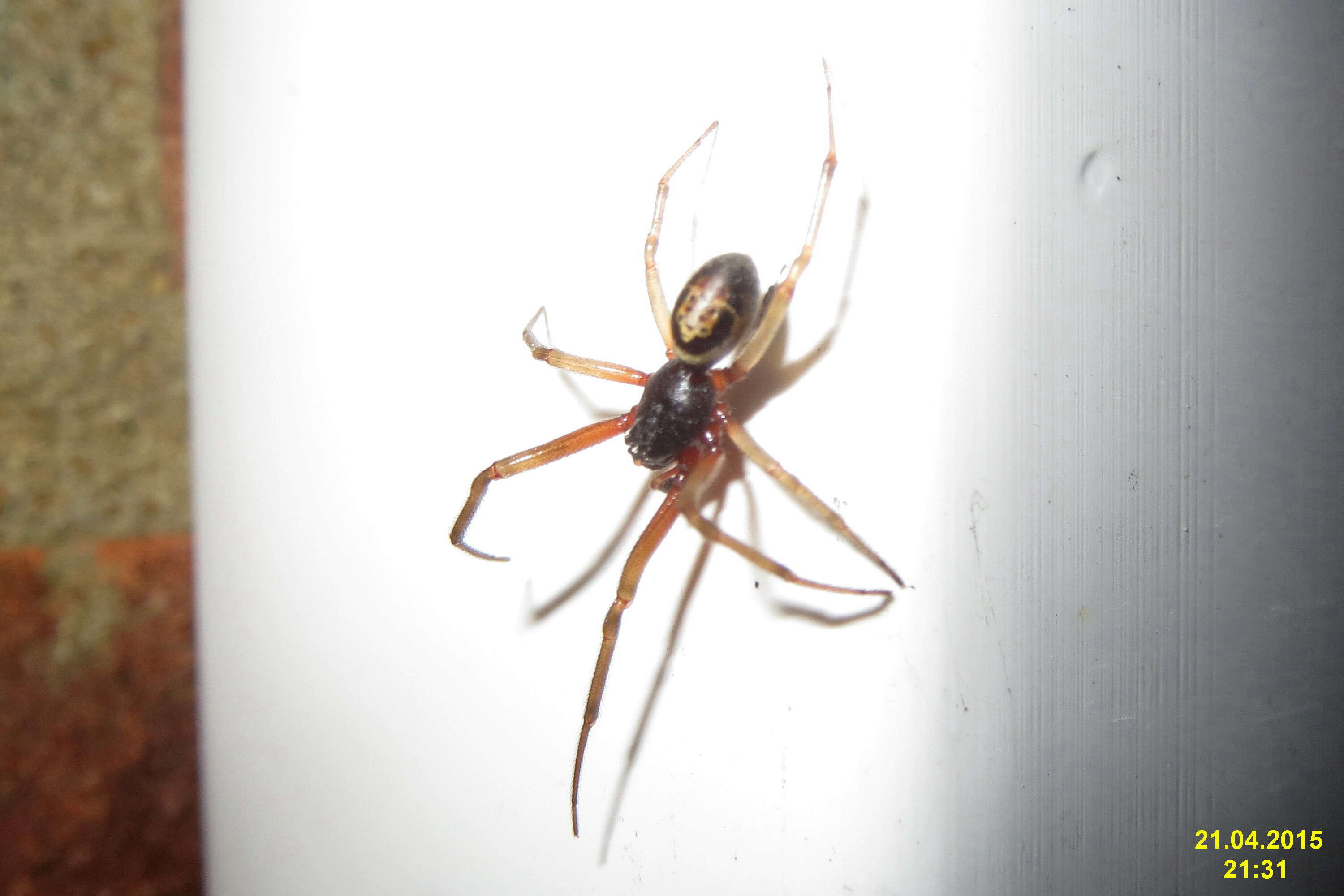 صورة Steatoda nobilis (Thorell 1875)