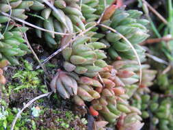 Image of spearleaf stonecrop