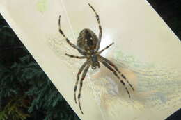 Image of Araneus