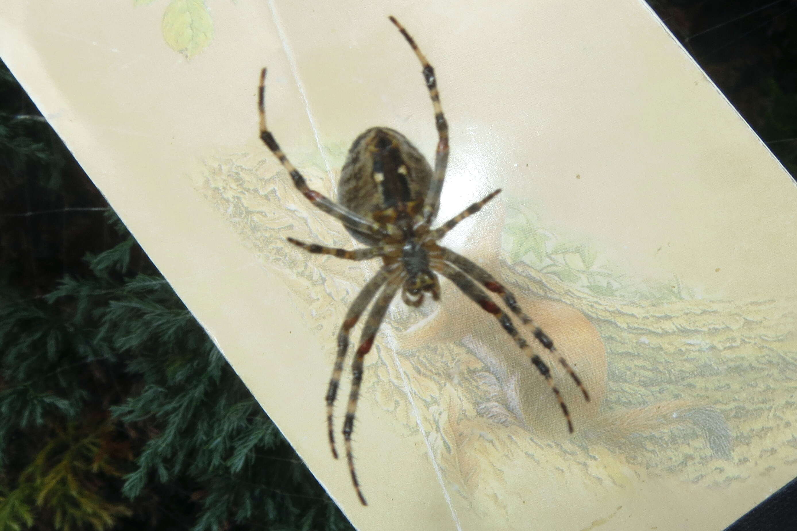 Image of Araneus