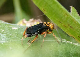 Image of Golden cricket wasp