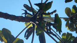 Image of Blue-winged Parrotlet