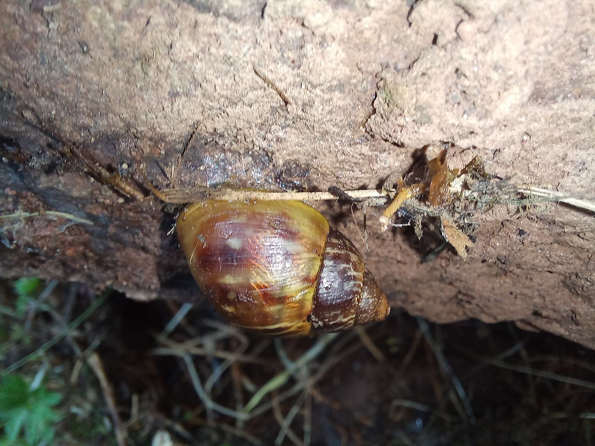 Image of Bocourtia aequatoria (L. Pfeiffer 1853)