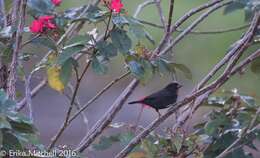 Image of Antillean bullfinches