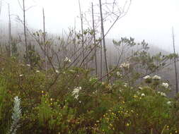 Image of Psoralea speciosa Eckl. & Zeyh.