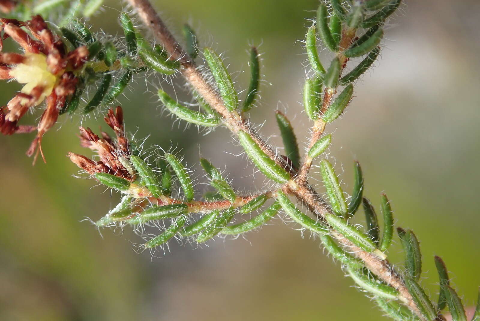 Plancia ëd Erica similis (N. E. Br.) E. G. H. Oliver