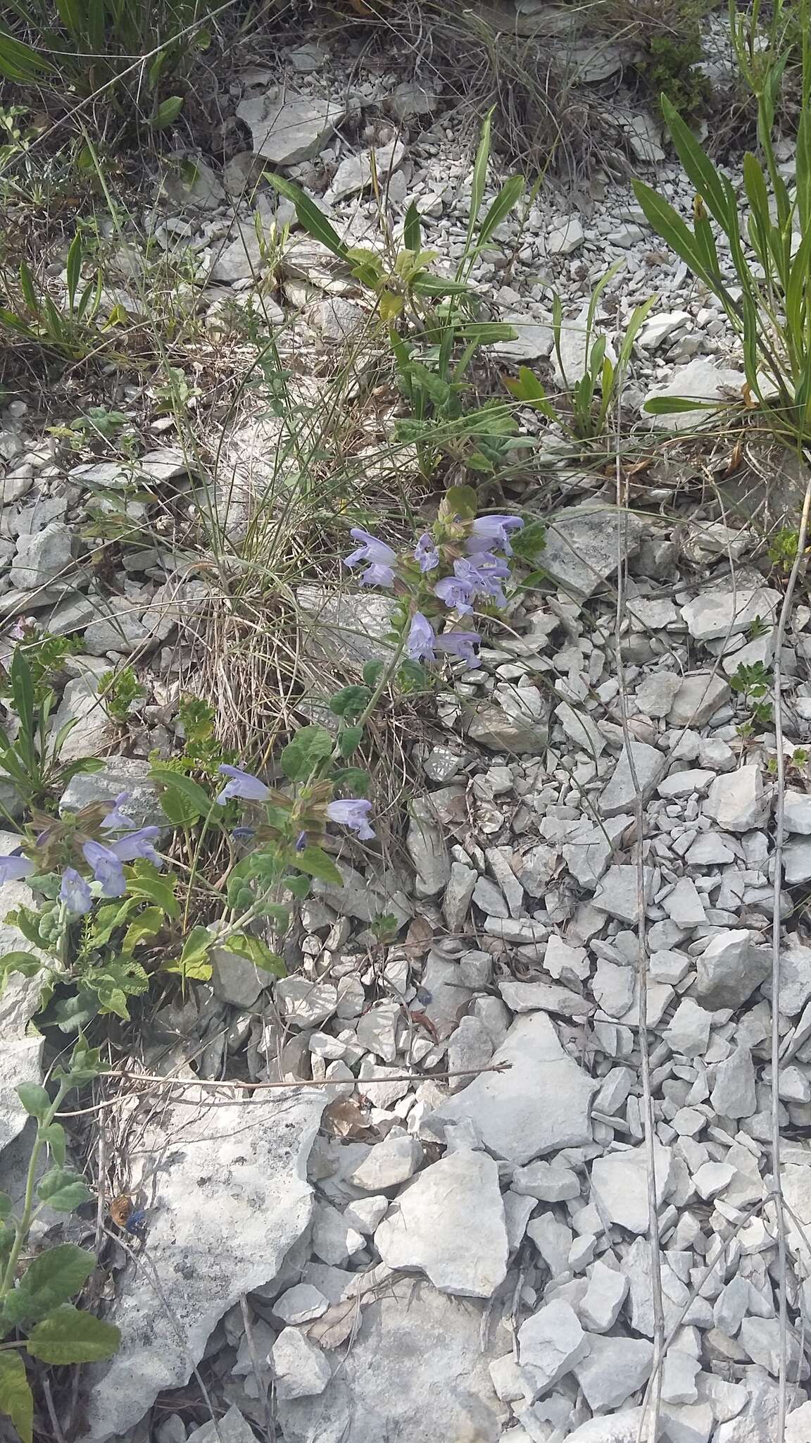 Image of Salvia tomentosa Mill.