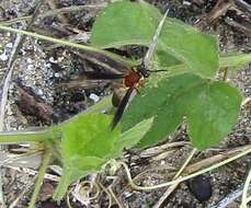 Image of Polybia micans Ducke 1904