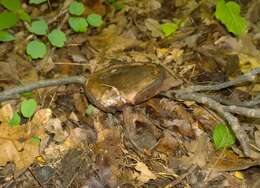 Imagem de Tylopilus atronicotianus Both 1998