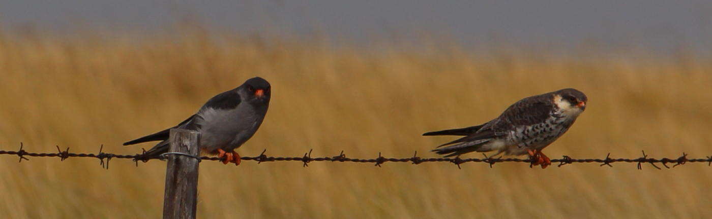 Image of Amur Falcon