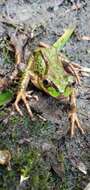 Image of Emerald Forest Frog