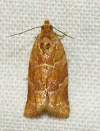 Image of Pine-tube Moth