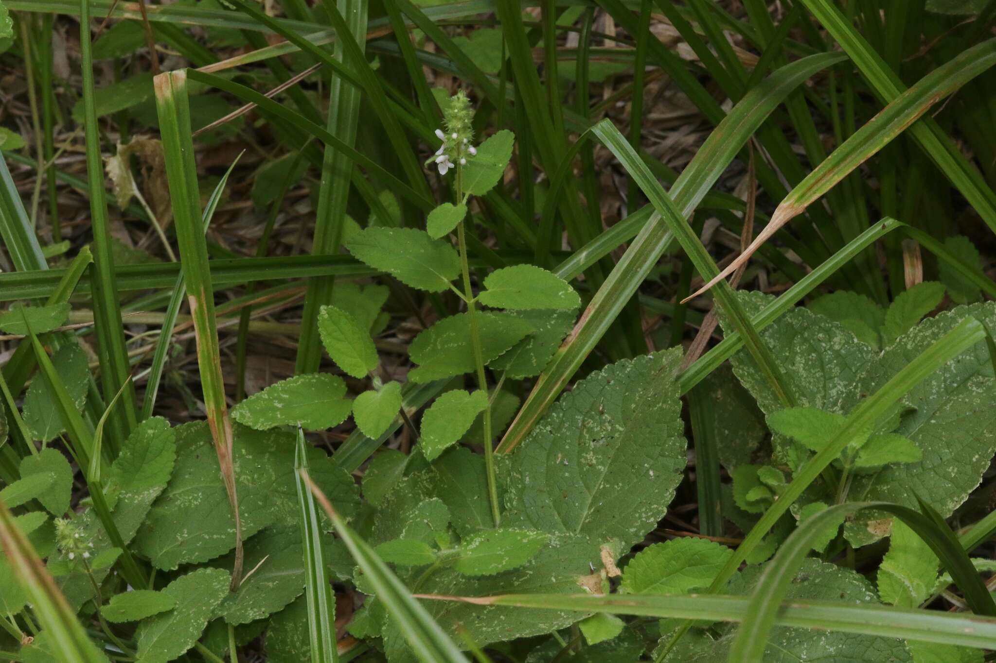 Image of Stebbins' hedgenettle