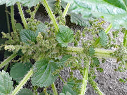 Image of Urtica australis Hook. fil.