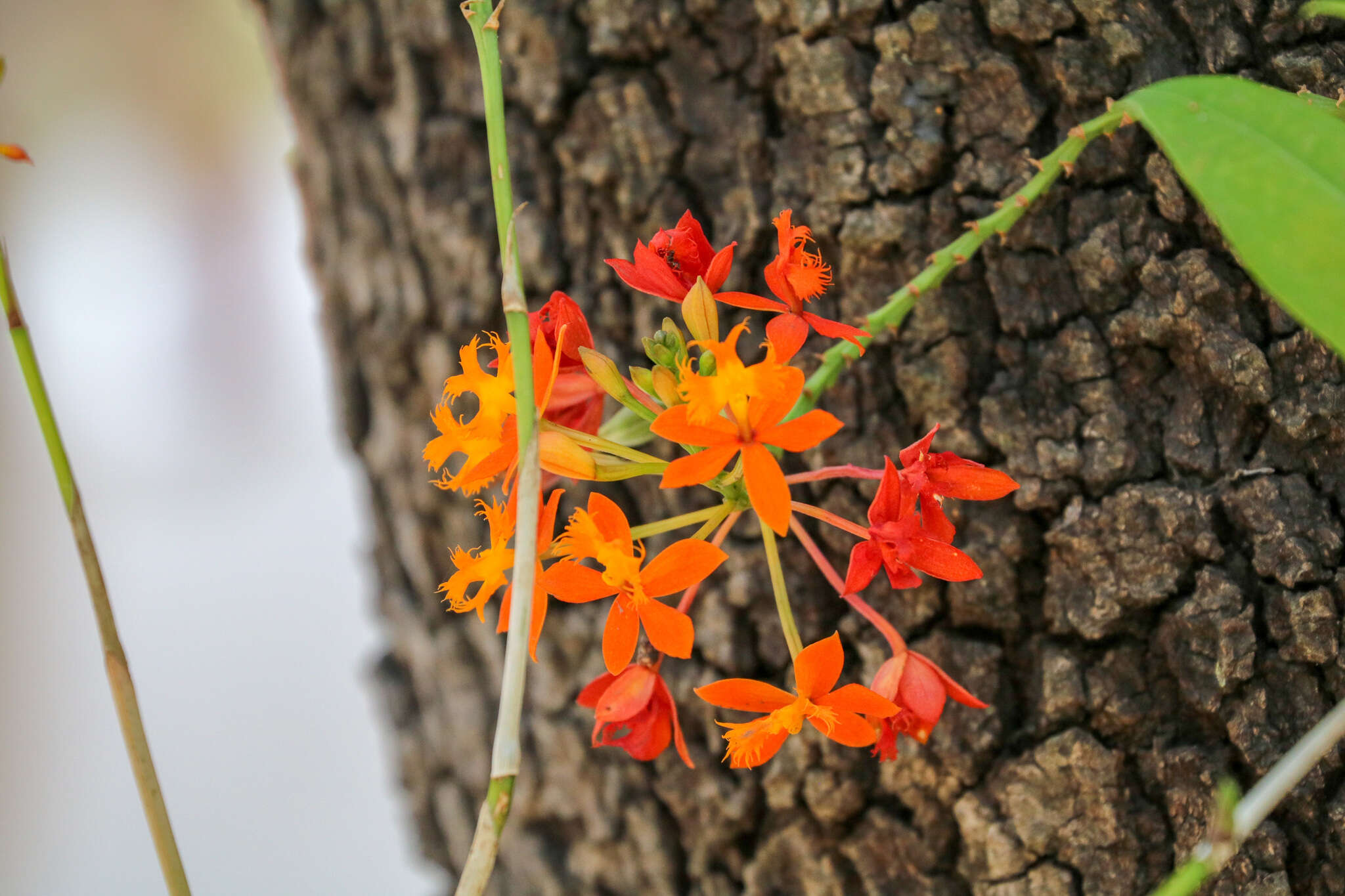 Plancia ëd Epidendrum radicans Pav. ex Lindl.