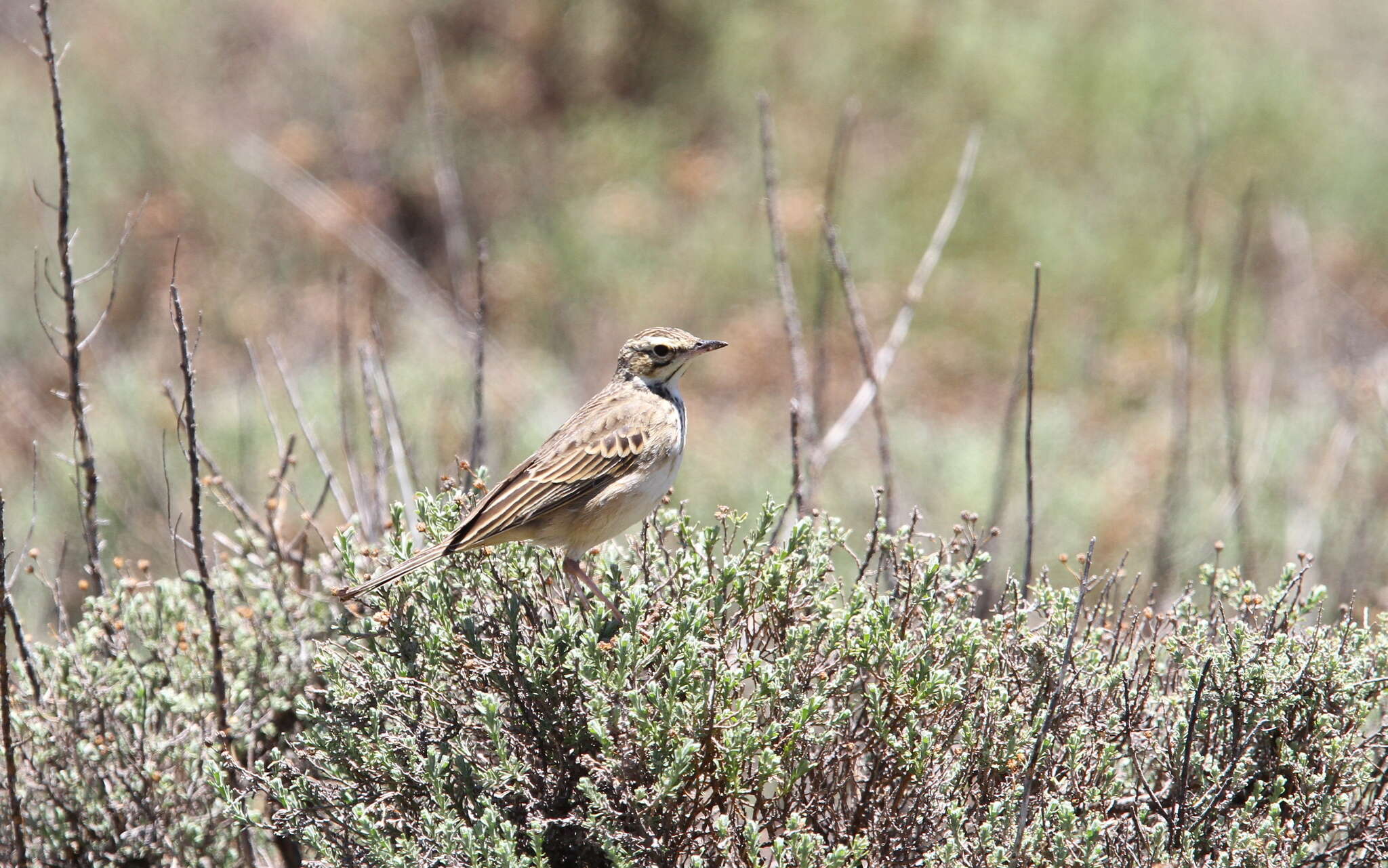 Image of Mountain Pipit