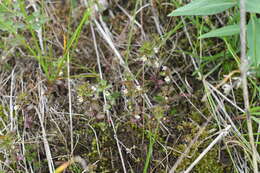 Image of upland eyebright