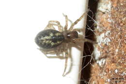 Image de Amaurobius similis (Blackwall 1861)