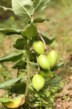 Image of Asclepias pringlei (Greenm.) R. E. Woodson