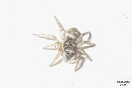 Image of Zebra spider